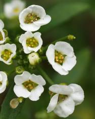 Fotografia da espécie Lobularia maritima subesp. maritima