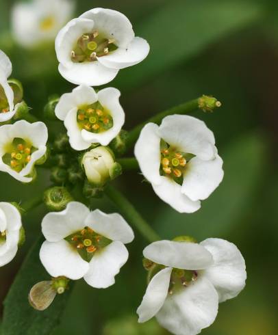 Fotografia de capa Lobularia maritima subesp. maritima - do Jardim Botânico