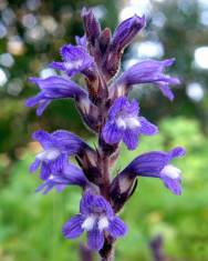 Fotografia da espécie Orobanche ramosa subesp. nana