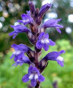 Fotografia da espécie Orobanche ramosa