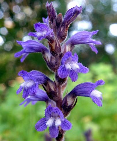 Fotografia de capa Orobanche ramosa subesp. nana - do Jardim Botânico