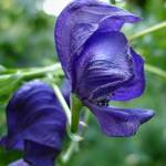 Fotografia 6 da espécie Aconitum napellus subesp. lusitanicum do Jardim Botânico UTAD