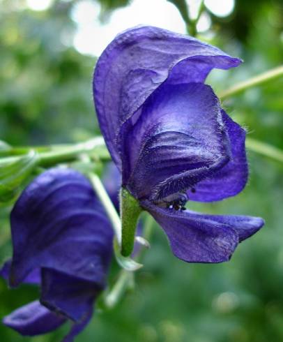 Fotografia de capa Aconitum napellus subesp. lusitanicum - do Jardim Botânico