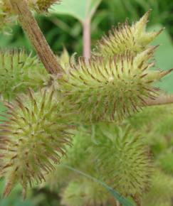 Fotografia da espécie Xanthium strumarium