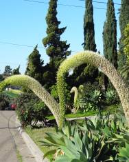 Fotografia da espécie Agave attenuata