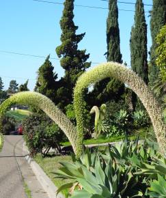 Fotografia da espécie Agave attenuata