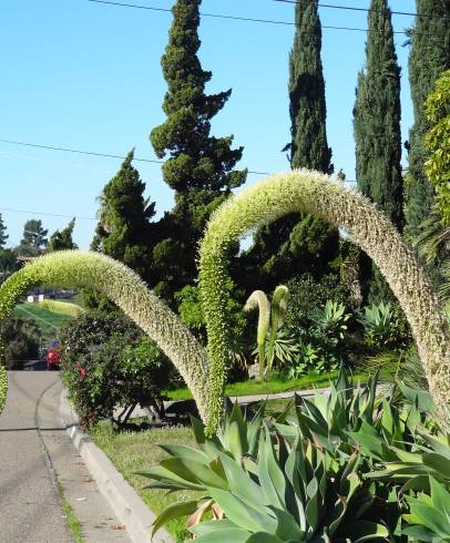 Fotografia de capa Agave attenuata - do Jardim Botânico