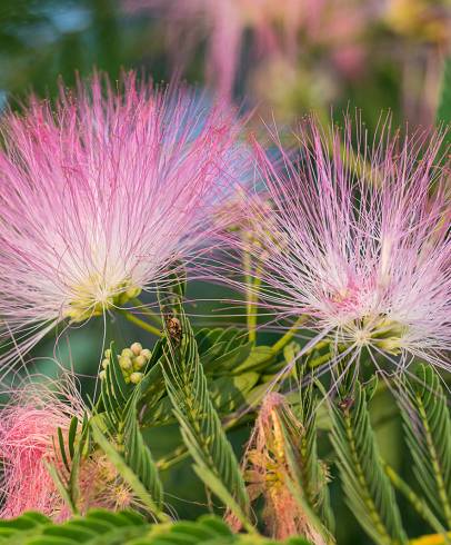 Fotografia de capa Albizia julibrissin - do Jardim Botânico