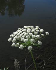 Fotografia da espécie Ammi majus