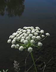 Ammi majus