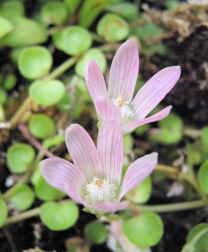 Fotografia de capa Anagallis tenella - do Jardim Botânico