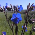 Fotografia 10 da espécie Anchusa azurea do Jardim Botânico UTAD