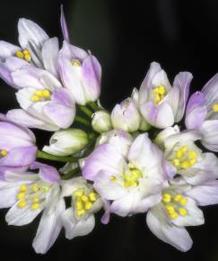 Fotografia da espécie Allium roseum