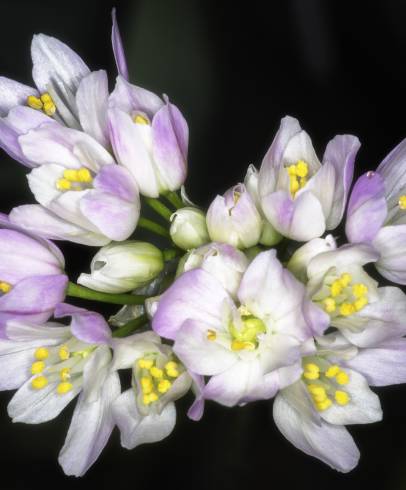 Fotografia de capa Allium roseum var. roseum - do Jardim Botânico