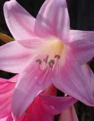 Amaryllis belladonna