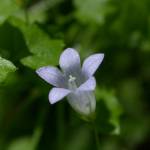 Fotografia 5 da espécie Wahlenbergia hederacea do Jardim Botânico UTAD