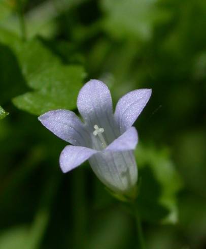 Fotografia de capa Wahlenbergia hederacea - do Jardim Botânico