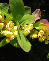 Fotografia da espécie Berberis vulgaris