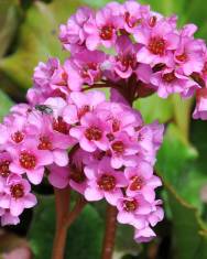 Fotografia da espécie Bergenia cordifolia