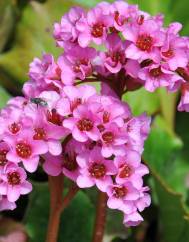 Bergenia cordifolia