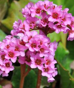 Fotografia da espécie Bergenia cordifolia