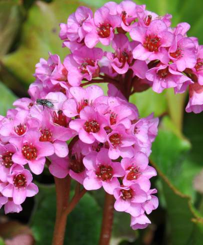 Fotografia de capa Bergenia cordifolia - do Jardim Botânico