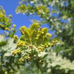 Fotografia 7 da espécie Acacia baileyana do Jardim Botânico UTAD