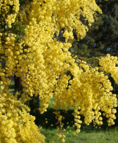 Fotografia de capa Acacia baileyana - do Jardim Botânico