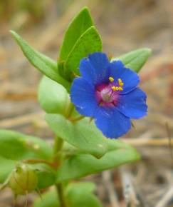 Fotografia da espécie Anagallis foemina