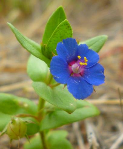 Fotografia de capa Anagallis foemina - do Jardim Botânico