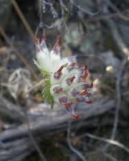 Fotografia da espécie Anthyllis vulneraria subesp. gandogeri