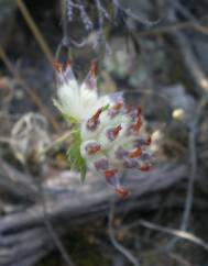 Anthyllis vulneraria subesp. gandogeri