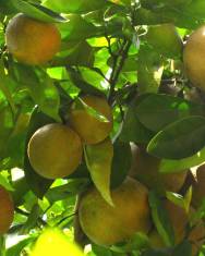 Fotografia da espécie Citrus x sinensis