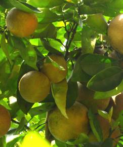 Fotografia da espécie Citrus x sinensis