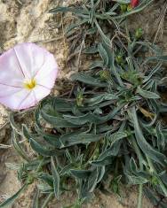 Fotografia da espécie Convolvulus lineatus