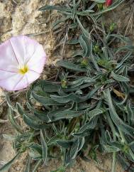 Convolvulus lineatus