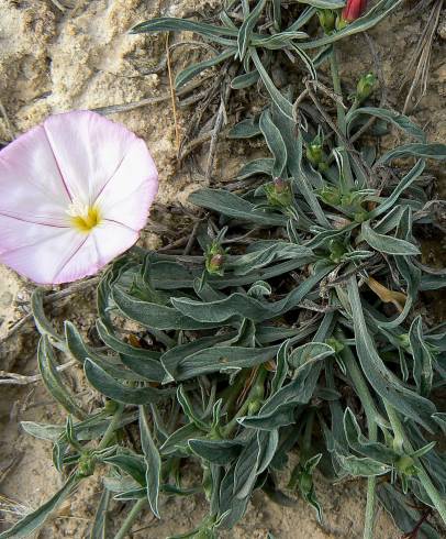 Fotografia de capa Convolvulus lineatus - do Jardim Botânico