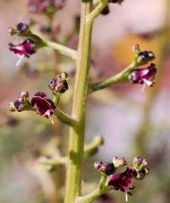 Fotografia da espécie Scrophularia canina