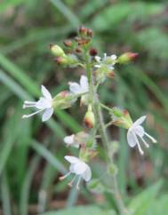 Circaea lutetiana subesp. lutetiana