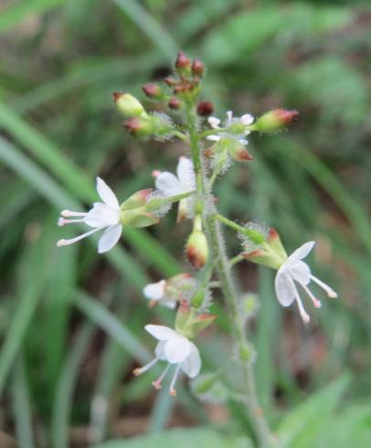 Fotografia de capa Circaea lutetiana subesp. lutetiana - do Jardim Botânico