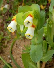 Fotografia da espécie Cerinthe gymnandra subesp. gymnandra