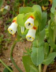 Cerinthe gymnandra subesp. gymnandra