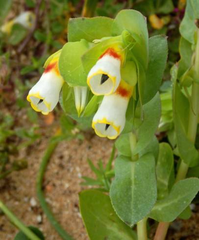 Fotografia de capa Cerinthe gymnandra subesp. gymnandra - do Jardim Botânico