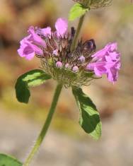 Fotografia da espécie Satureja vulgaris subesp. vulgaris