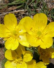 Fotografia da espécie Ranunculus ollissiponensis subesp. ollissiponensis