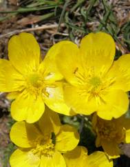 Ranunculus ollissiponensis subesp. ollissiponensis