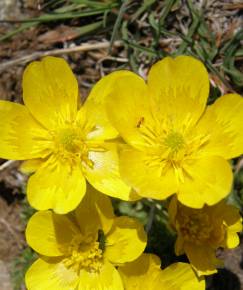 Fotografia da espécie Ranunculus ollissiponensis