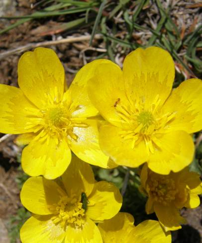 Fotografia de capa Ranunculus ollissiponensis subesp. ollissiponensis - do Jardim Botânico