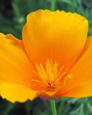 Fotografia da espécie Eschscholzia californica subesp. californica