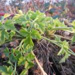 Fotografia 5 da espécie Petroselinum crispum do Jardim Botânico UTAD